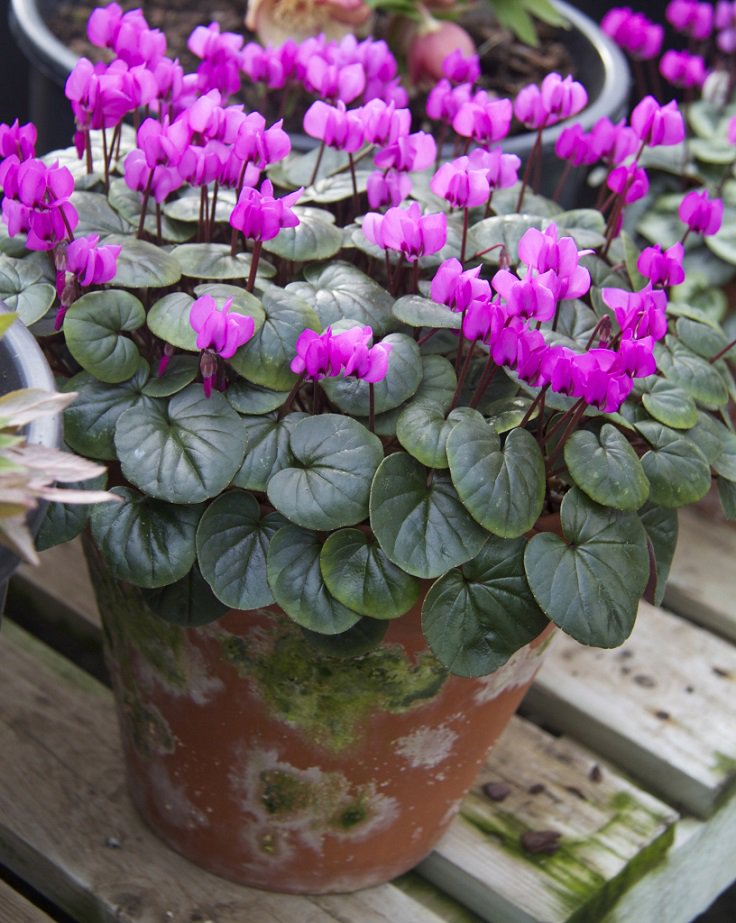 Top 10 Beautiful Shade - Loving Flowers