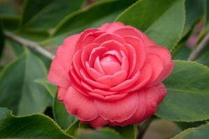 Camellia