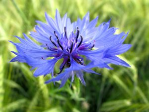 Cornflower