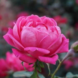 Red rose