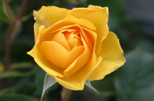 Yellow rose
