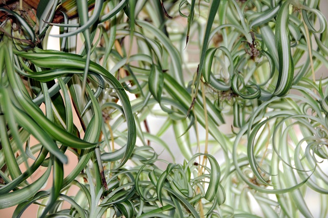 Green spider plant