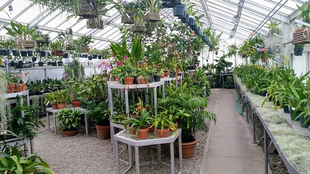Greenhouse full of plants