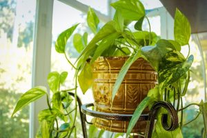 Houseplant