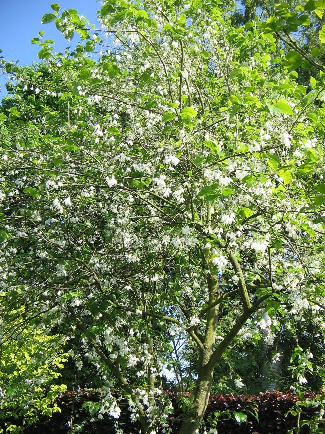 Halesia carolia the tree in bloom