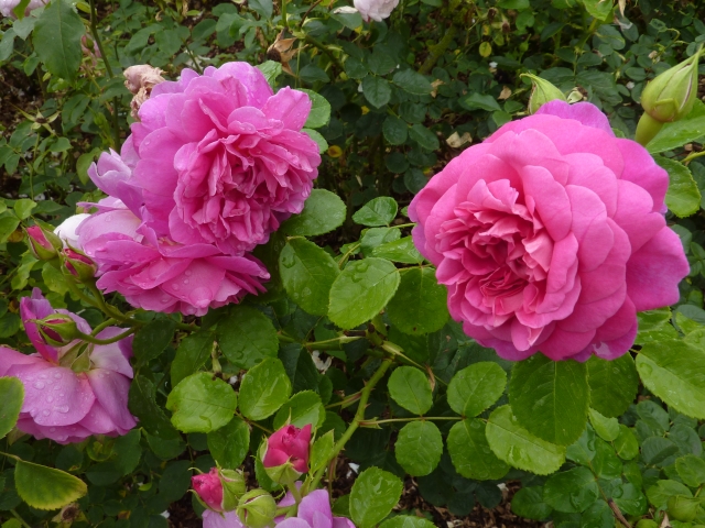 Pink roses