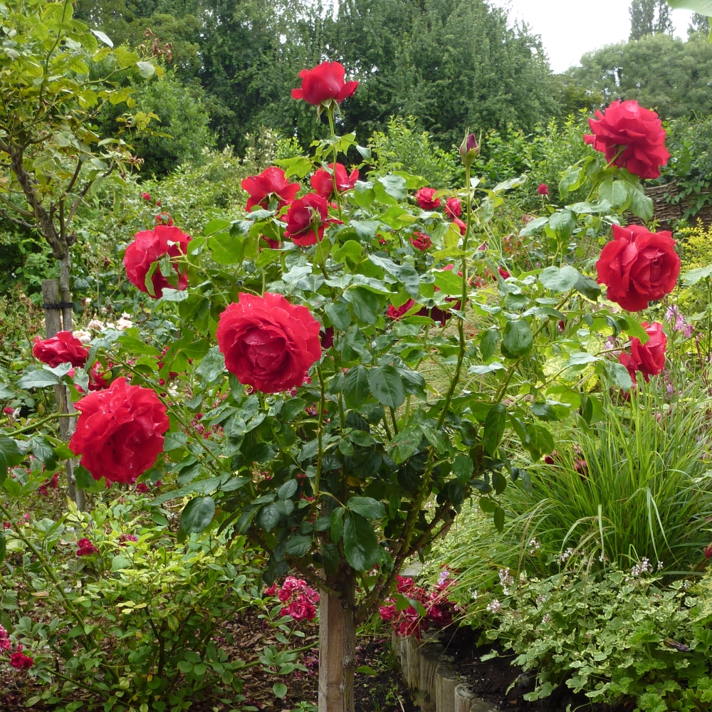 Red standard rose