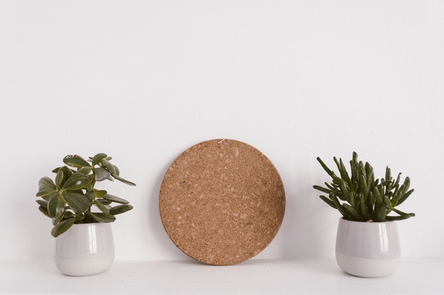 Two cactus plants separated by a disk
