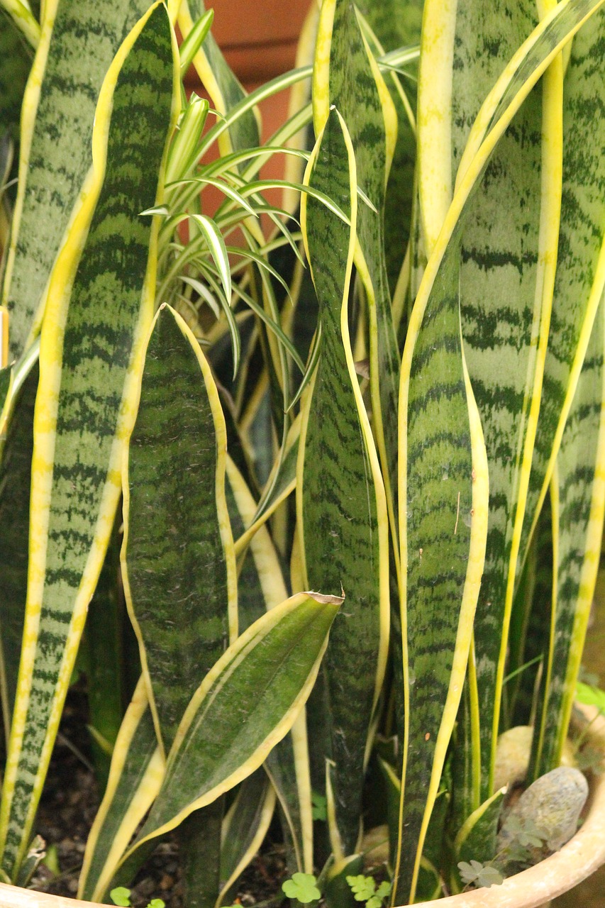 Snake plant