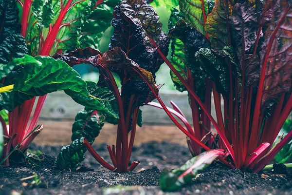 Ruby Chard