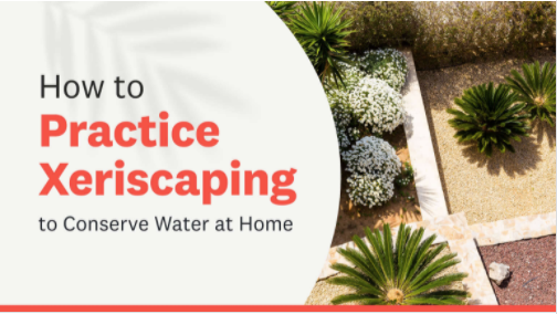 Xeriscaping with a Rock Garden