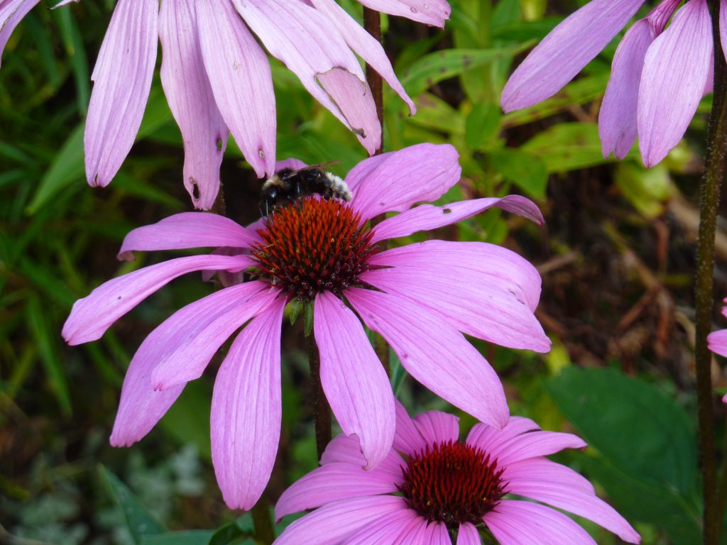 Coneflower