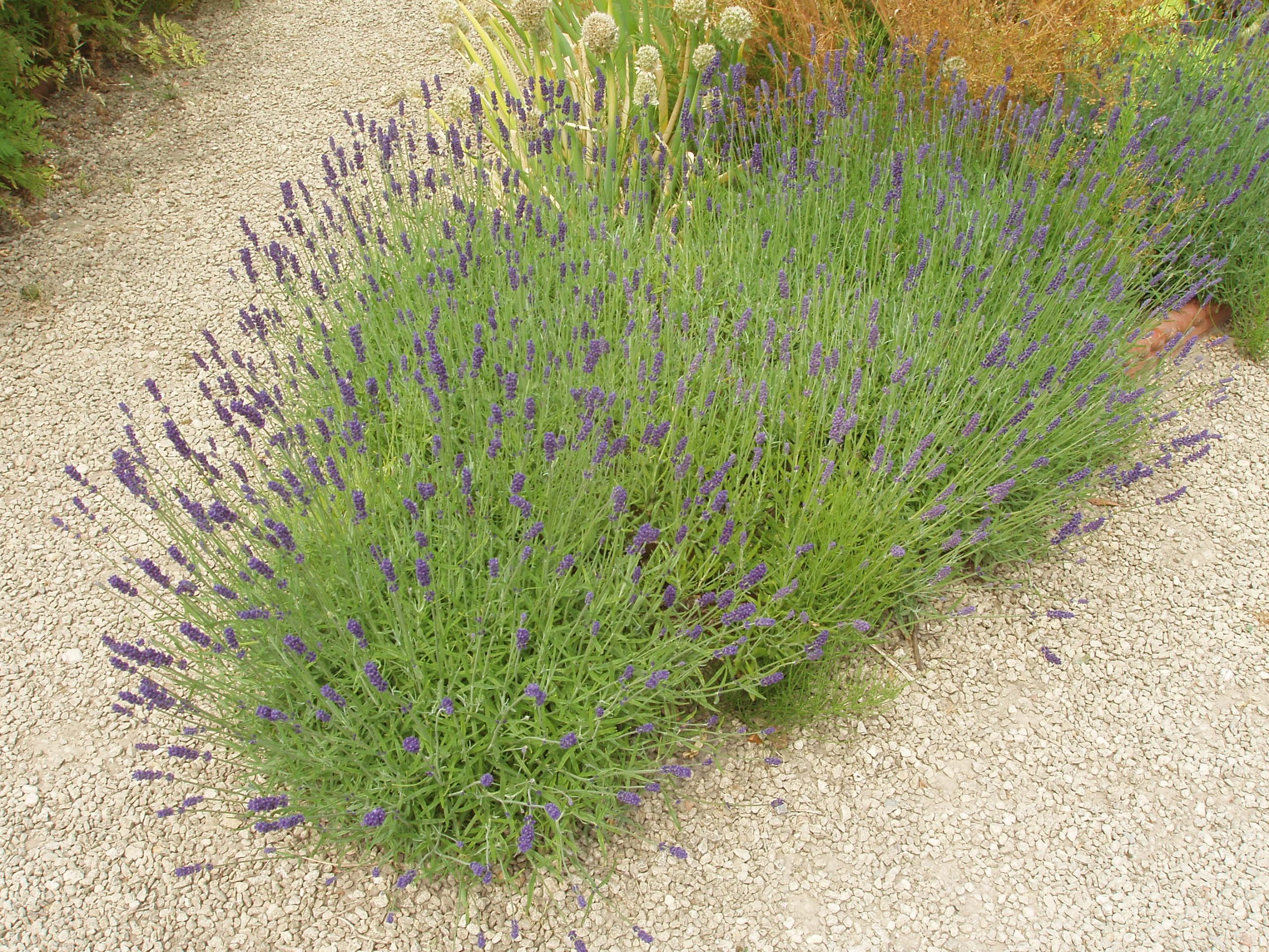 lavender on a gravel path