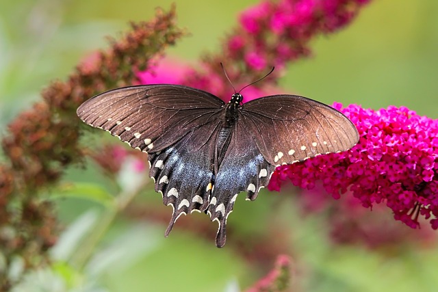 swallowtail butterfly on spicebush