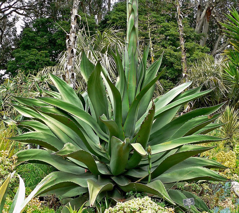 Agave ferox in woodland setting.
