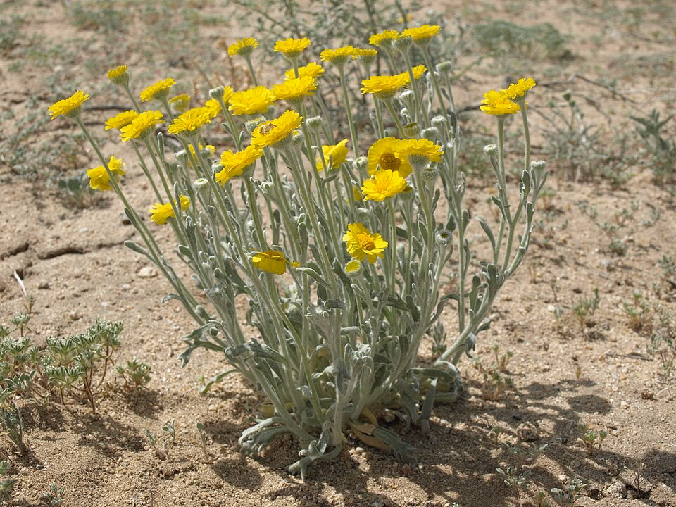 Baileya pleniradiata ( Desert Marigold) plant in flower