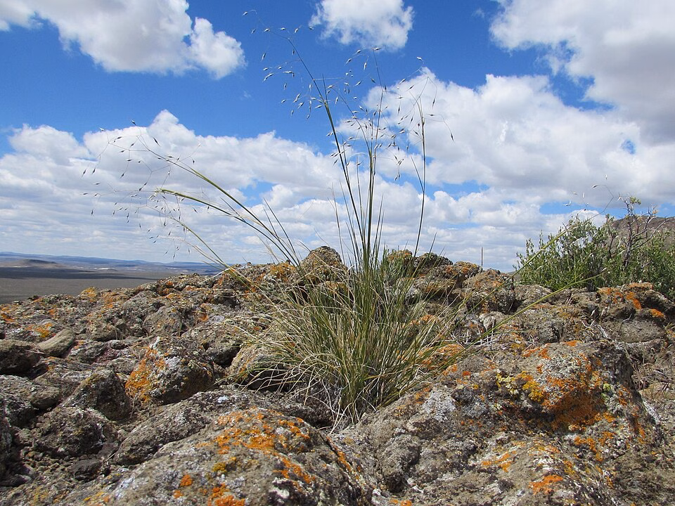 Indian Ricegrass growing in a cool rocky landscape